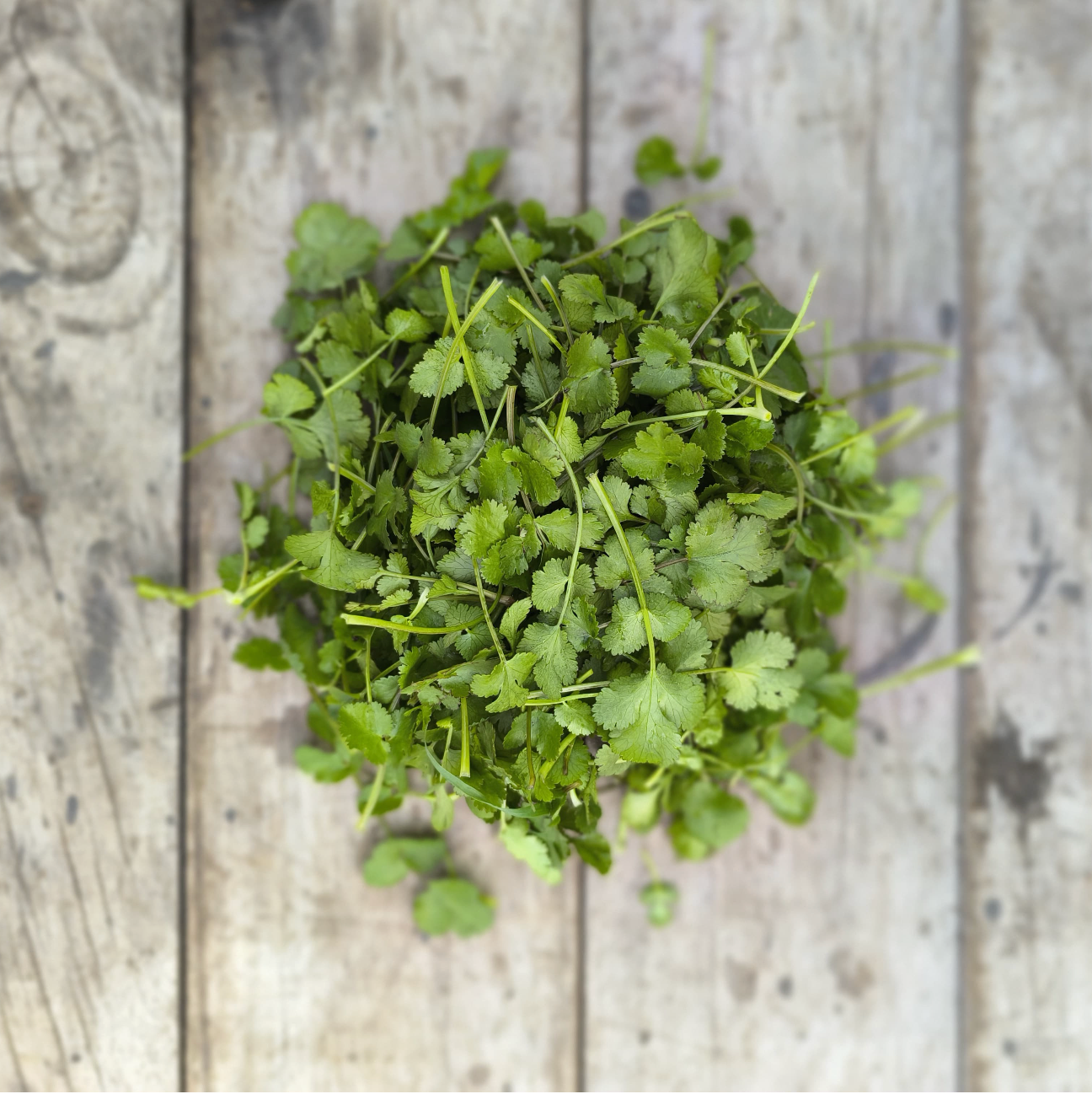 Cilantro a granel (+/- 70 g)