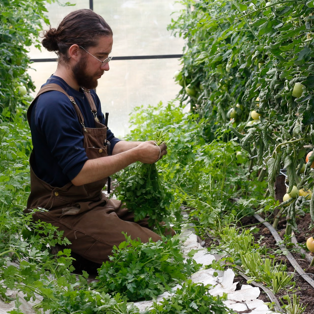 Entrenamiento en Market Gardening
