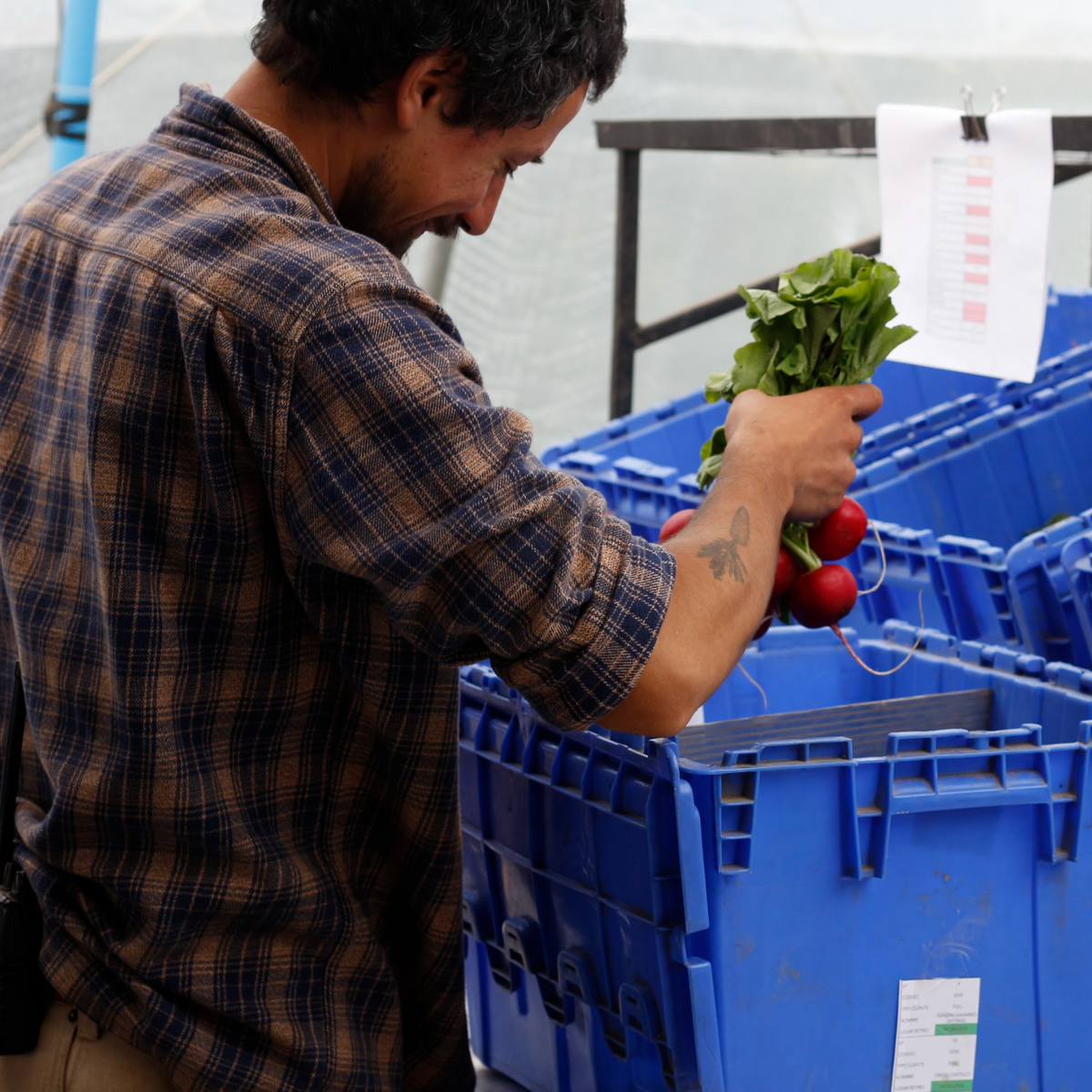 Entrenamiento en Market Gardening