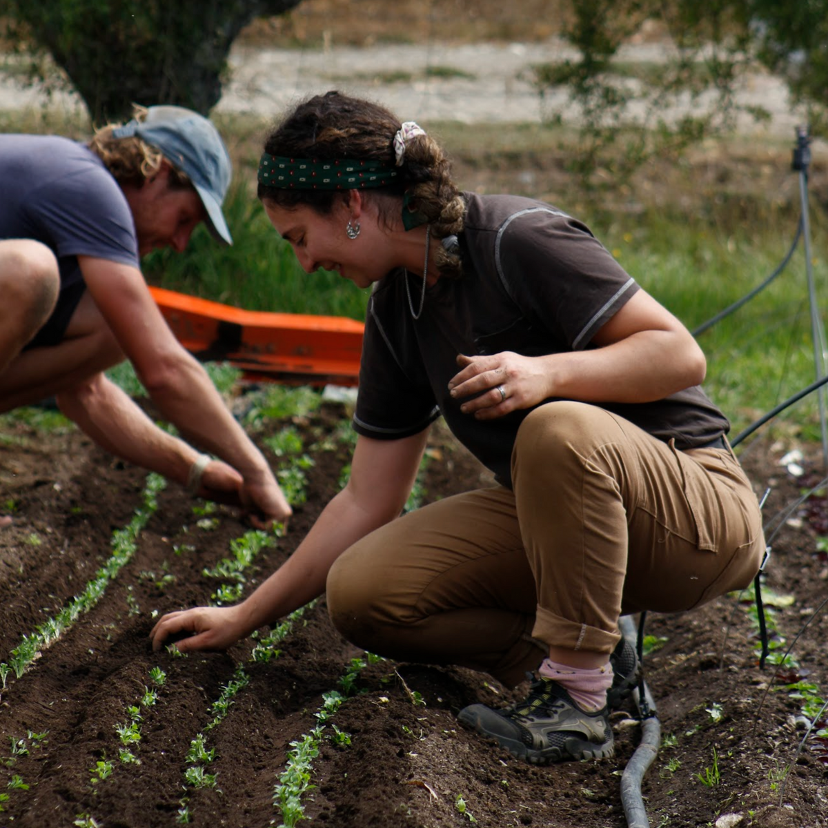 Entrenamiento en Market Gardening