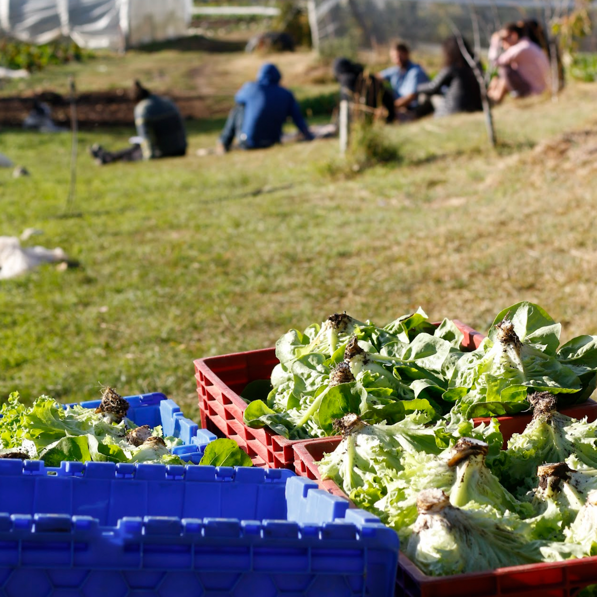 Entrenamiento en Market Gardening