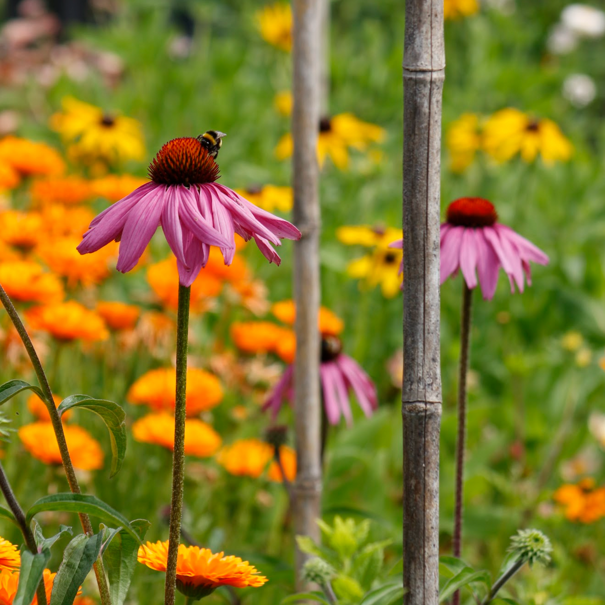 Entrenamiento en Market Gardening
