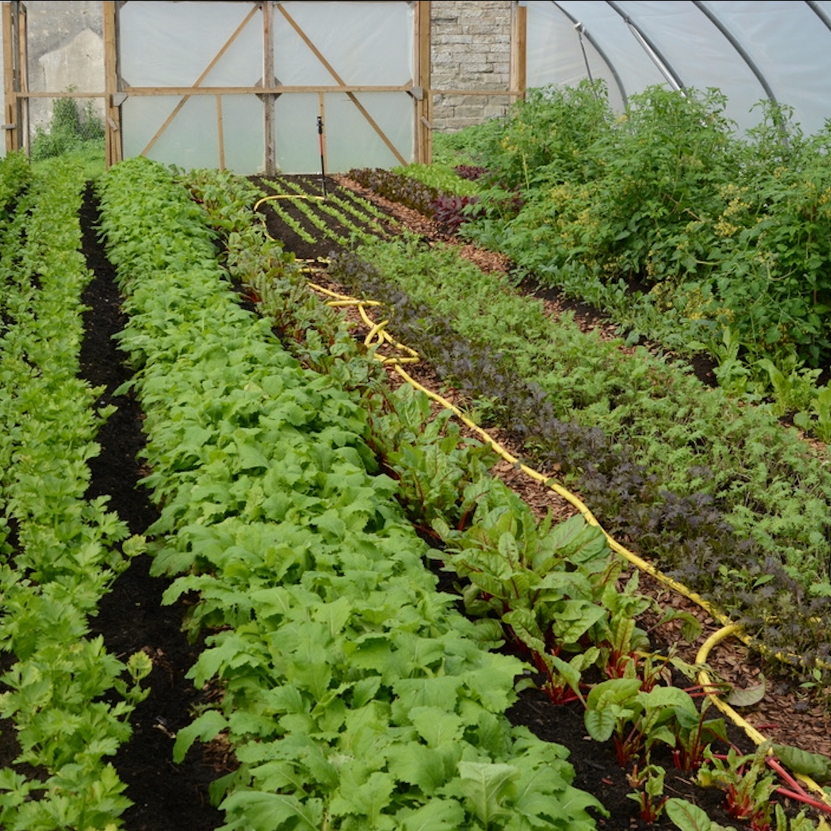 Workshop de Market Gardening y Permacultura