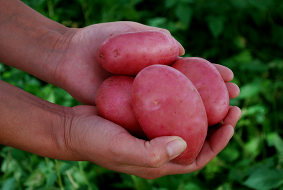 Papas variedad Patagonia