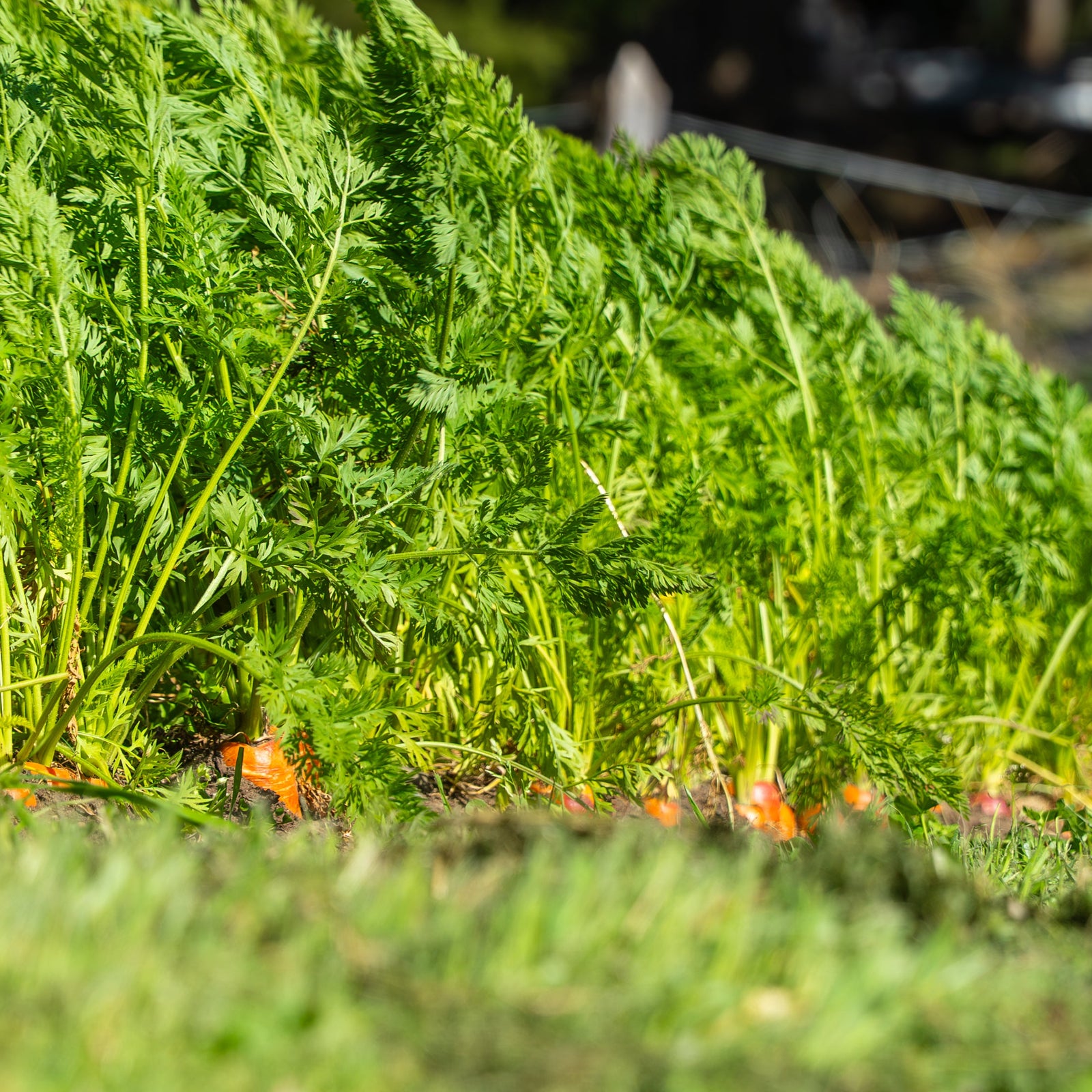 Membresía Individual Bimensual Noviembre - Diciembre $22.600 por semana