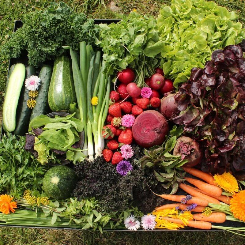 Membresía Individual Noviembre $22.600 por semana