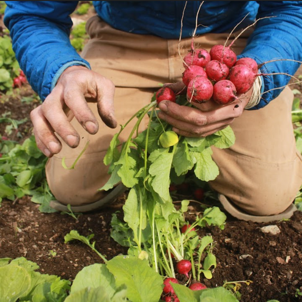 El Micro Huerto Comercial >>ON SALE<<