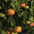 Tomate Cherry de Colores (500 GRAMOS)